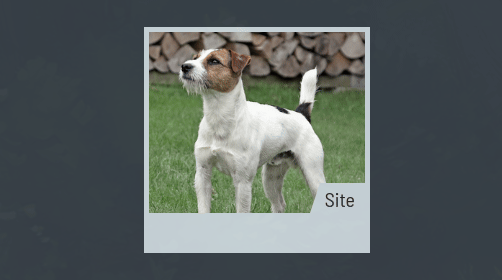 test dog please ignore a demonstration of a UI hover interaction: a card element containing an image of a dog bounces up and down along with the image's saturation levels when hovered